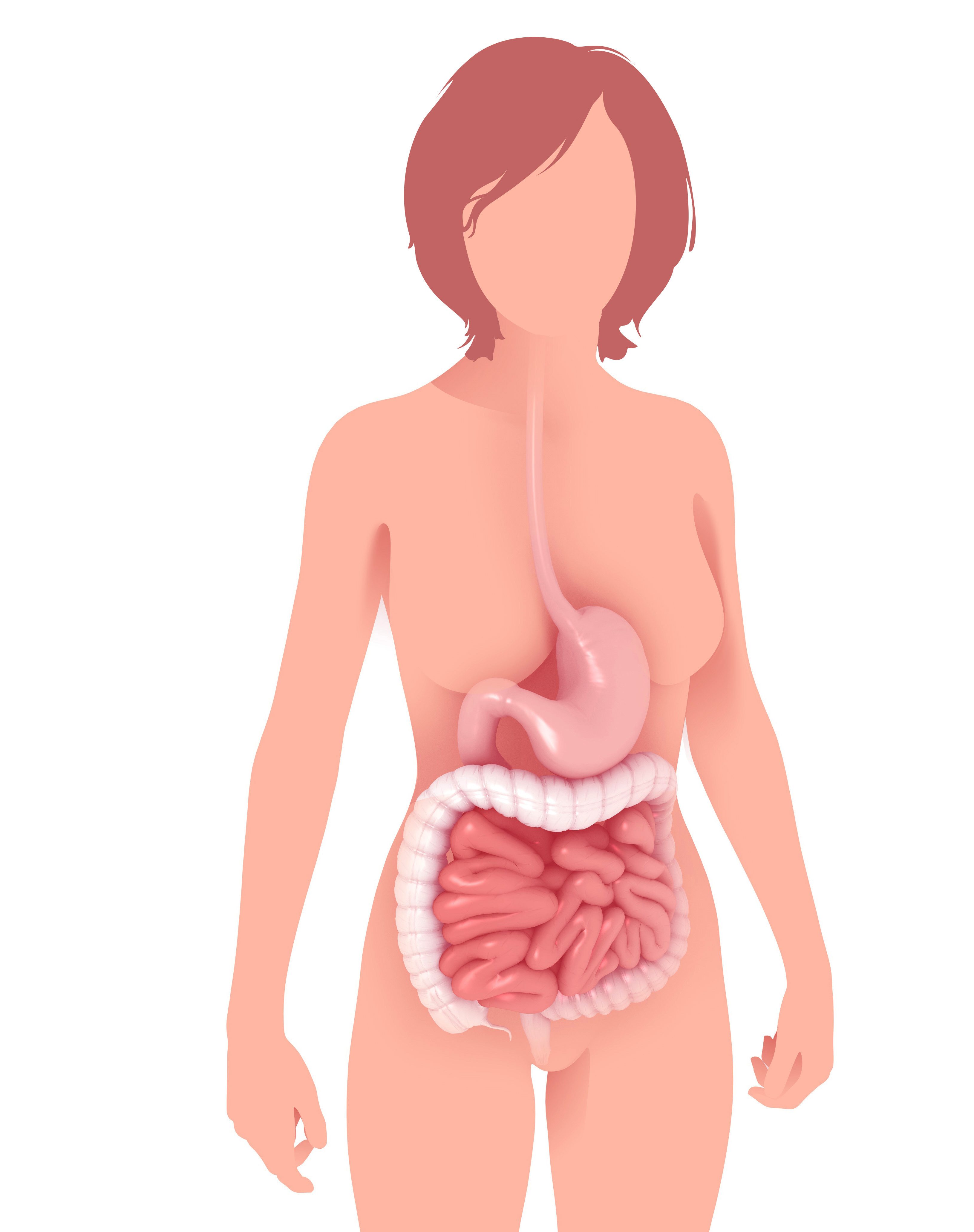 Graphic style illustration of a mixture of 3d, line and flat colors, of the anatomy of the human digestive system. Standing out on the flat background of a woman's silhouette, with shadow.