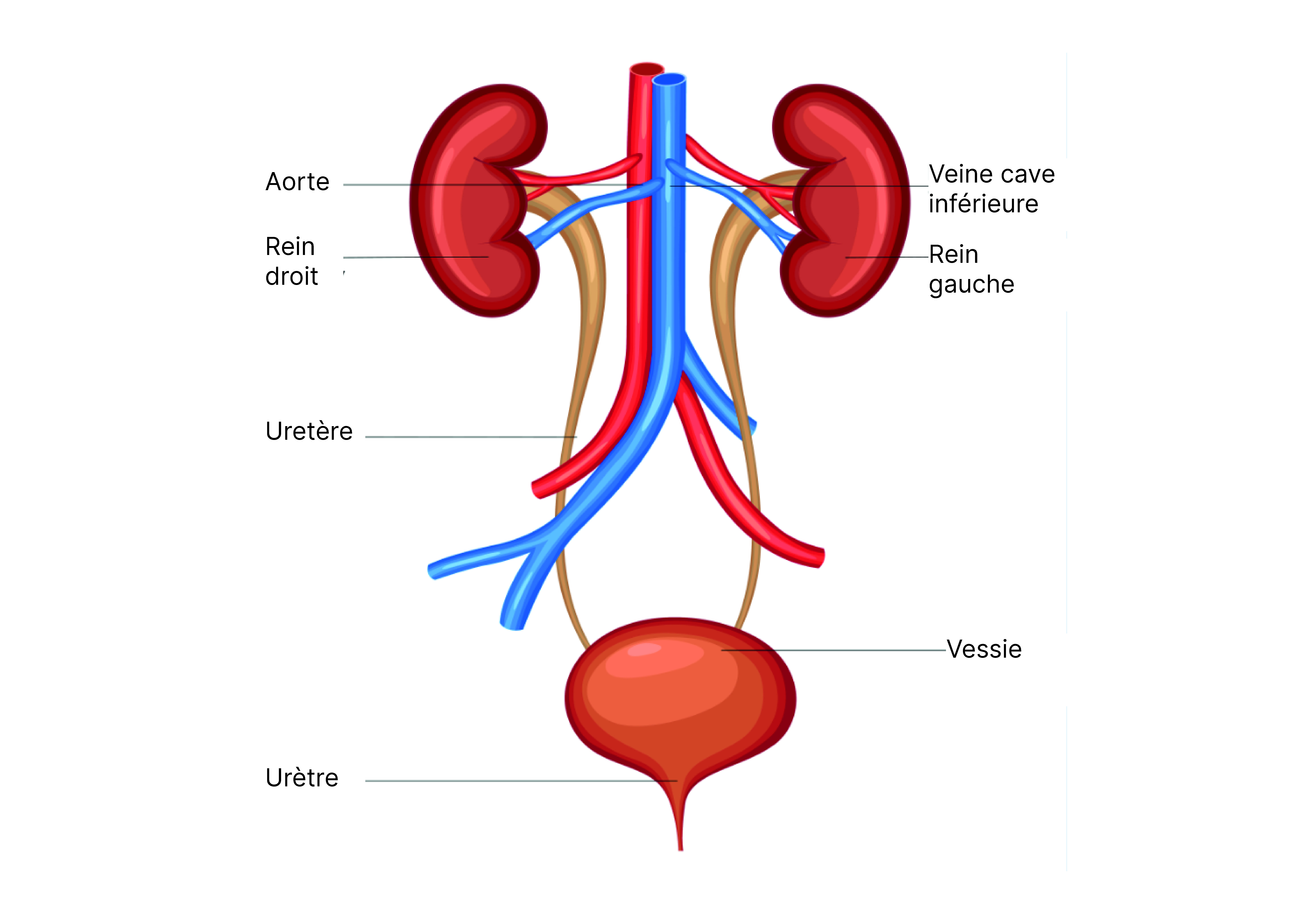 Infections Urinaires et Spina Bifida - Spina Bifida