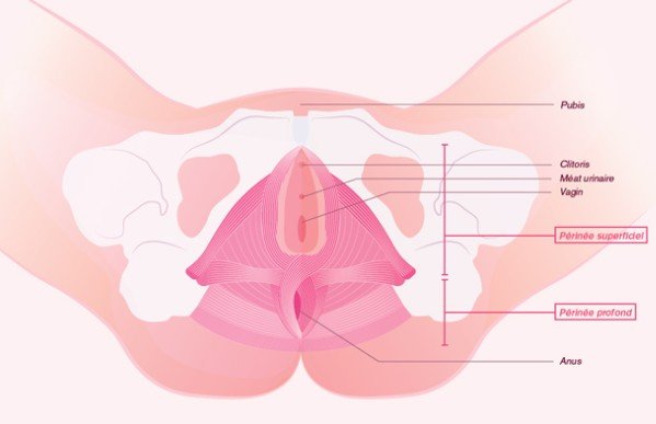 Mesdames, quelques conseils pour renforcer votre périnée