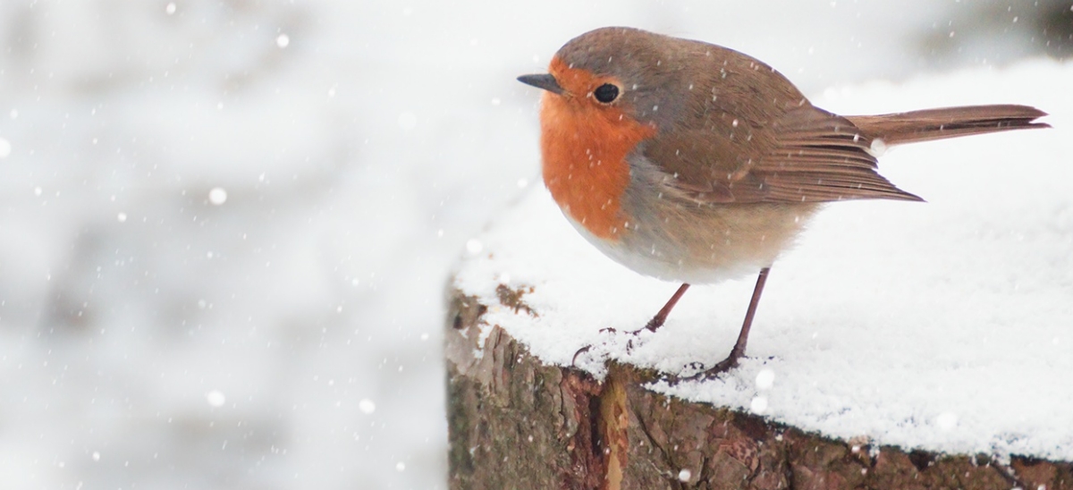 Beautiful winter scenery with European Robin bird sitting on the stump within a heavy snowfall, Beautiful winter scenery with European Robin bird sitting on the